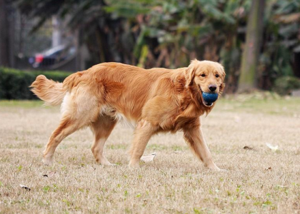 黑金毛犬多少钱一只幼崽?