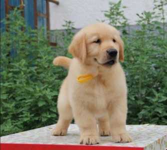 一只幼崽金毛犬要多少钱?