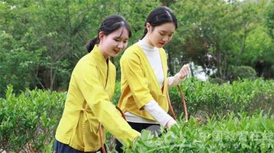 率土谷雨品茗怎么过