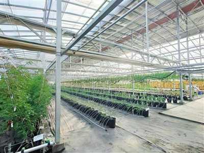 农场经理2021农作物种植推荐种什么赚钱快