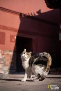 故宫猫名大全在故宫哪里可以找到猫