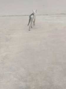猫研社怎么变猫
