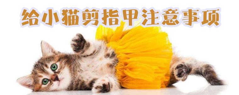 怎么给小猫剪指甲