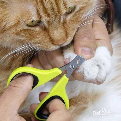 多大的小猫可以开始剪指甲了?猫咪剪指甲应该怎么修剪?需要注意些什么...