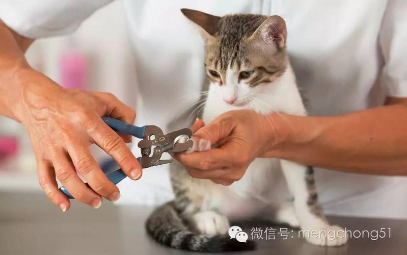 有人知道小猫可以剪指甲吗?