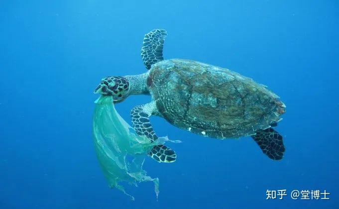 如龙8海洋生物博士答案是什么-海洋生物博士答案大全