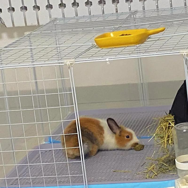 鼠托邦如何自动宰兔子-自动宰兔子方法介绍