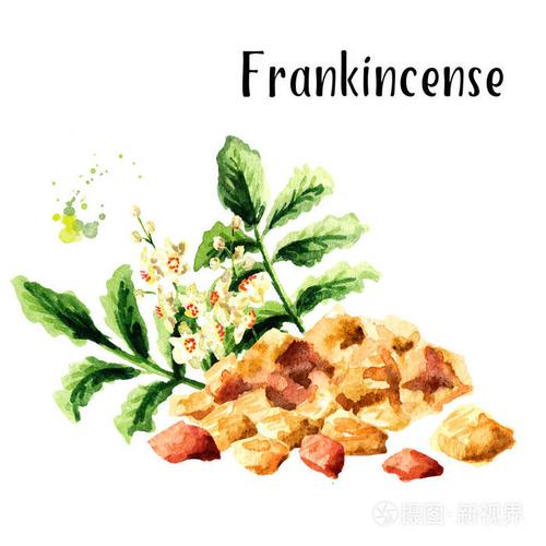 刺客信条幻景乳香如何获取-乳香获取方法