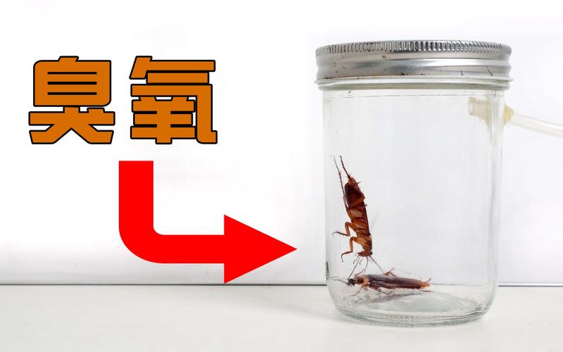 怎么样才能快速把蟑螂全部杀死啊!