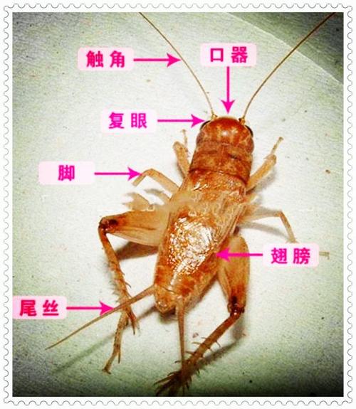 沉默的蟋蟀怎么选择蟋蟀-蟋蟀选择技巧