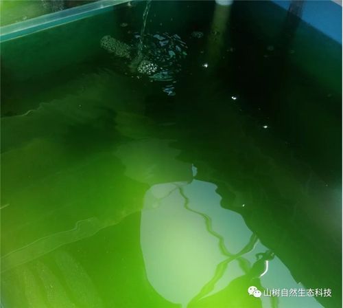 缺氧藻类箱有什么用-藻类箱用途介绍