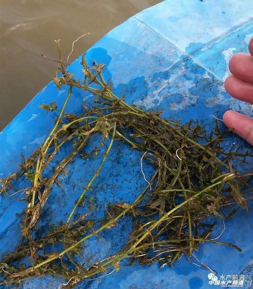 缺氧水草有什么用-水草用途介绍