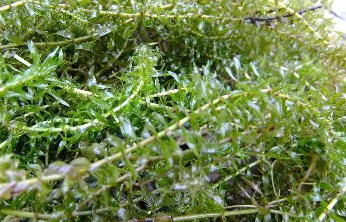 缺氧水草有什么用-水草用途介绍