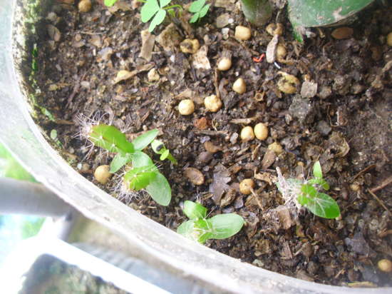 缺氧贫瘠虫果芽有什么用-贫瘠虫果芽用途介绍