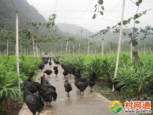 种植与养殖