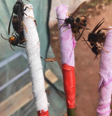 蜜蜂蜂王归来