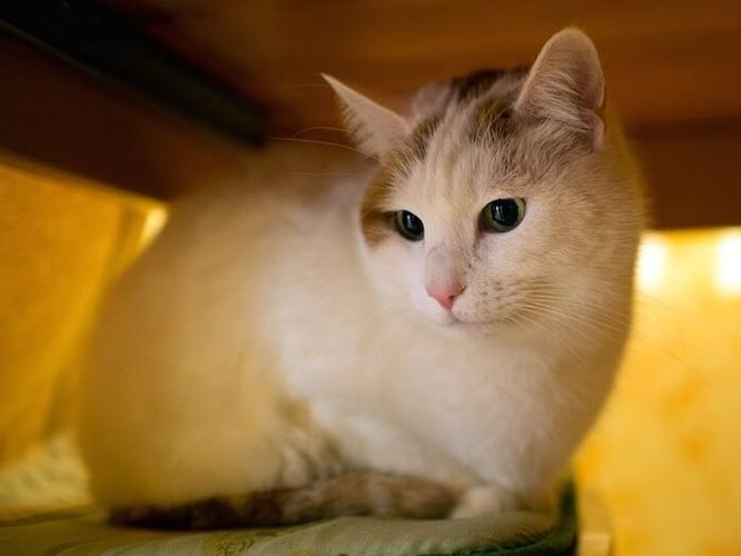 选择你的小猫咪